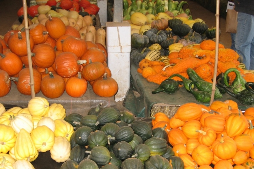 80 variétés de courges produites dans le jardin