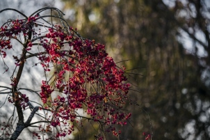 Saison hivernale