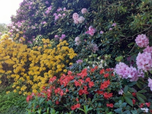 Pleine saison des rhodos aux Jardins