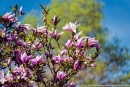 Ouverture des Jardins des Renaudies